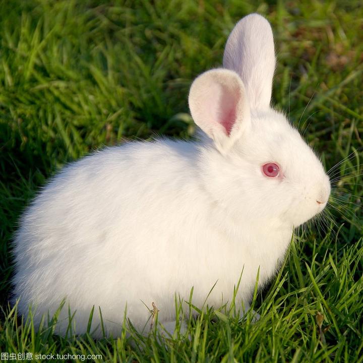 世界上最漂亮的兔子排行榜,十大最漂亮的兔子