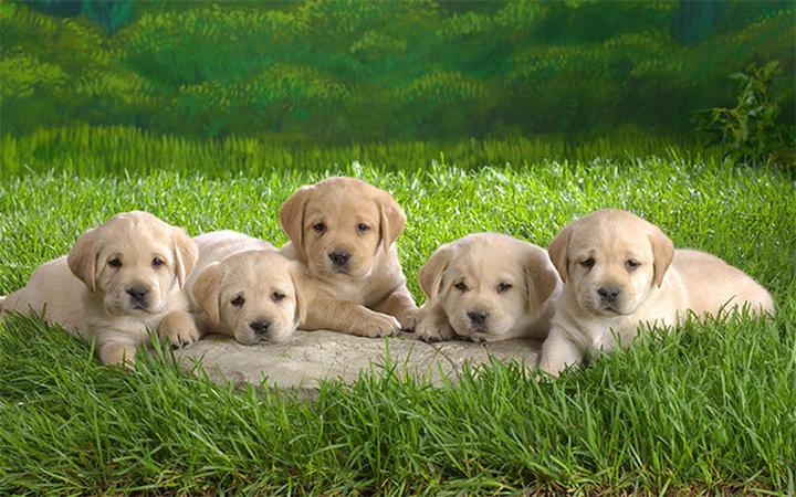 高加索犬哪里有卖,广东高加索犬 广州什么地方有卖高加索犬 广州哪里有卖高加索犬