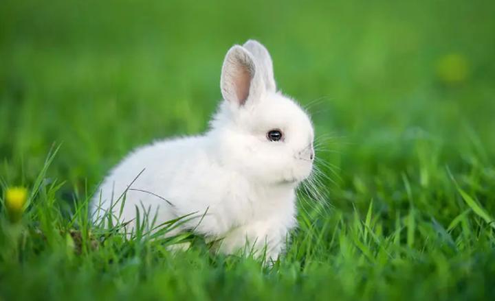 安哥拉兔子怎么养,安哥拉兔能活多久呢新手在日常护理时需要注意什么问题呢