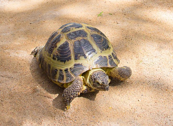 巴西龟怎么看年龄,如何判断巴西龟的年龄