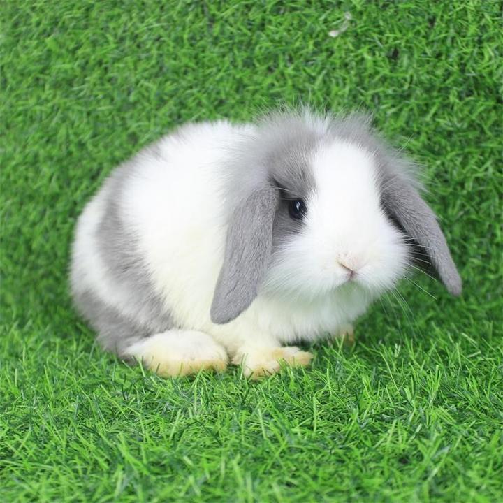道奇兔和侏儒兔区别,灰白道奇侏儒兔的由来