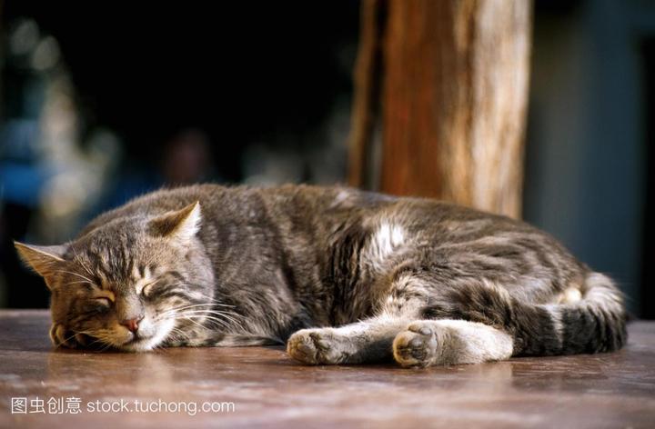 阿比西尼亚猫适合新手养吗,如何饲养阿比西尼亚猫