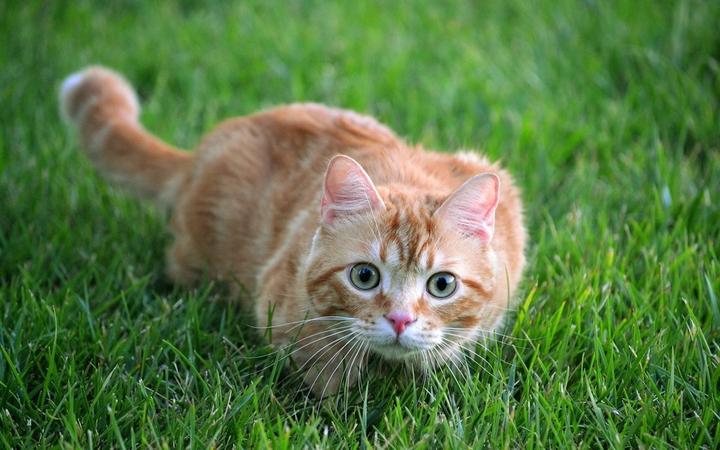 俄罗斯猫价格多少钱一只,纯种俄罗斯蓝猫多少钱一只比波斯猫更粘人更好养吗