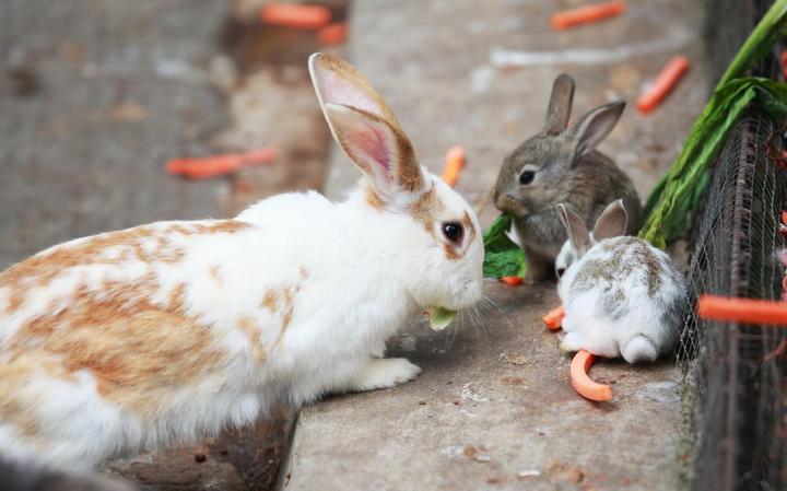 波兰兔,什么品种的兔子最可爱