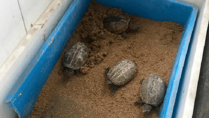 巴西红耳龟可以干养吗,这是巴西龟还是草龟，放水里还是干养怎么喂食