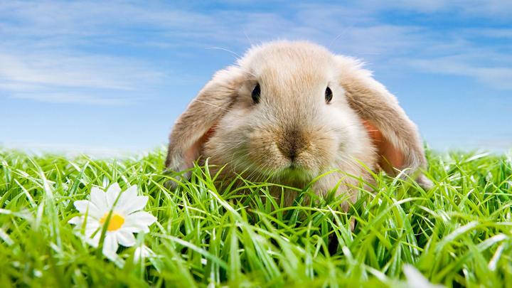 安哥拉兔能活多久,英国安哥拉兔的寿命
