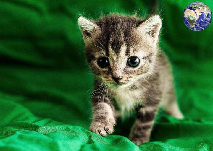 哈尔滨收猫长期回收各种宠物猫,宠物店回收猫咪多少钱