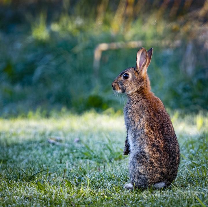 荷兰垂耳兔的介绍,垂耳兔的形态特征有哪些