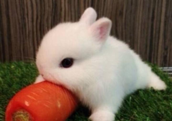 画一只超萌的小兔子,兔子怎么画好看又可爱