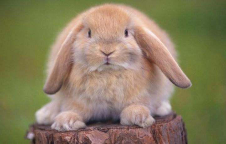 垂耳兔死亡率高吗,怎么判断新买回来的垂耳兔染上了球虫病