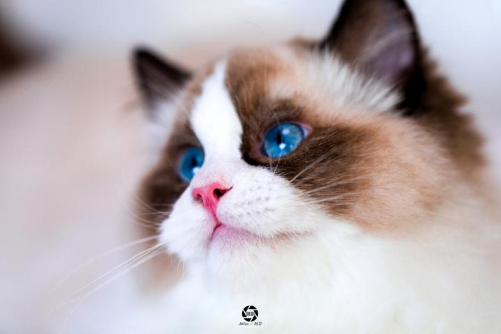 俄罗斯蓝猫有多可怕,纯种俄罗斯蓝猫多少钱一只比波斯猫更粘人更好养吗