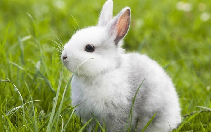 画一只最简单的兔子,简单的兔子怎么画