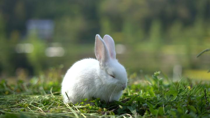 双血统垂耳兔多少钱一只,迷你垂耳兔价格表