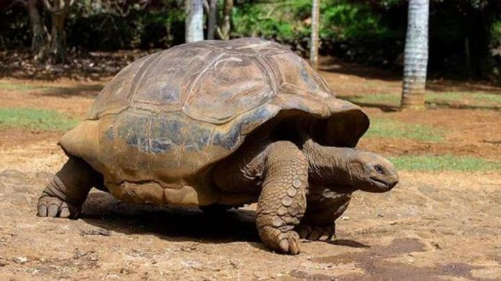 红耳巴西龟怎么养,巴西龟怎么养