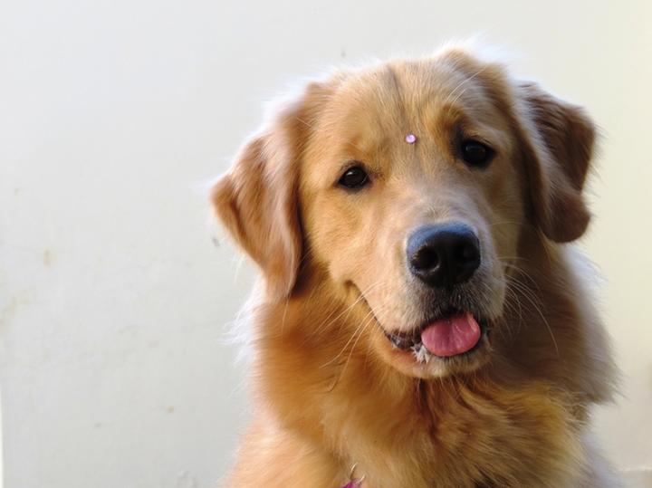 贵宾犬的美容造型介绍,赛级贵宾犬的美容方法及美容造型