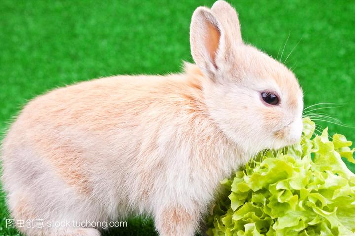 宠物兔子什么品种好养,哪种兔子最好养