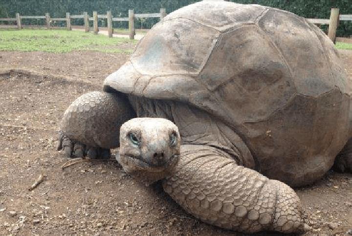 豹纹龟是保护动物吗,40斤陆龟值多少钱