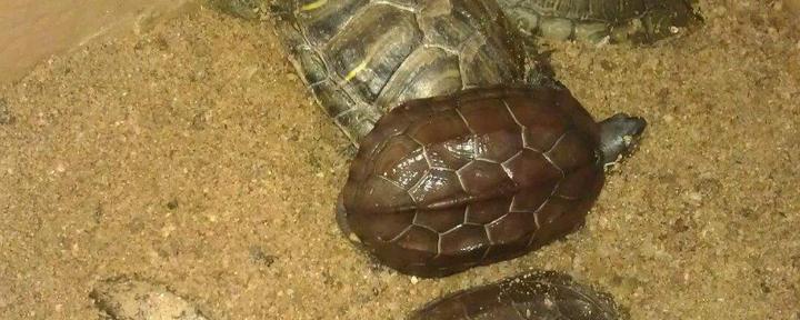 龟如何在家养殖,小乌龟怎么养 在家里