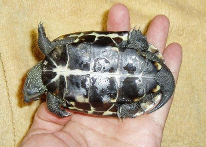 龟寿命一览表,乌龟的平均寿命是多少年乌龟能活多久
