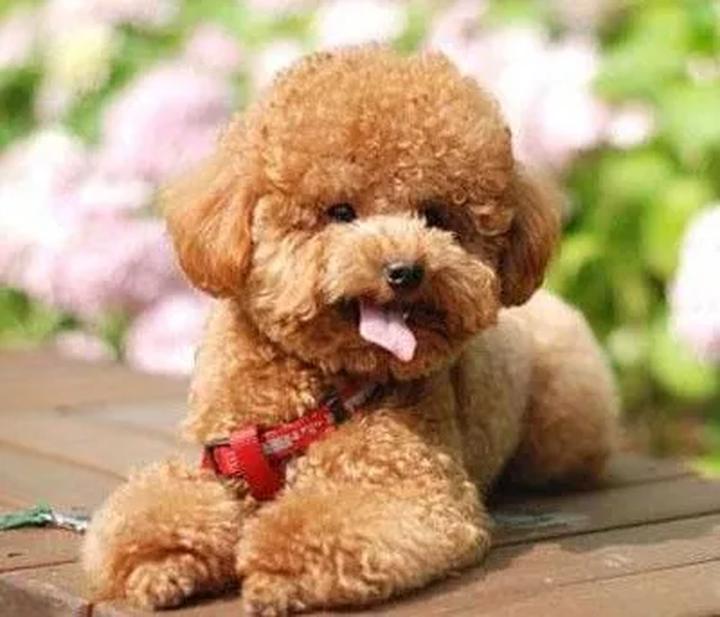 西西伯利亚莱卡犬,俄罗斯有哪些犬种