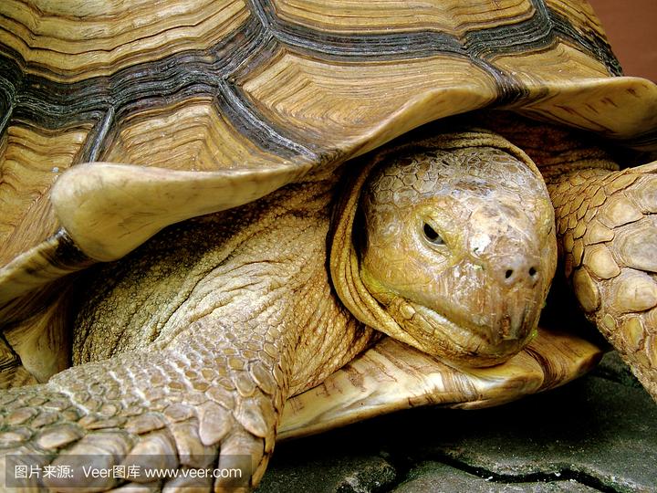 佛鳄龟能长多大,佛鳄龟最大能养到多大，什么时候能繁殖