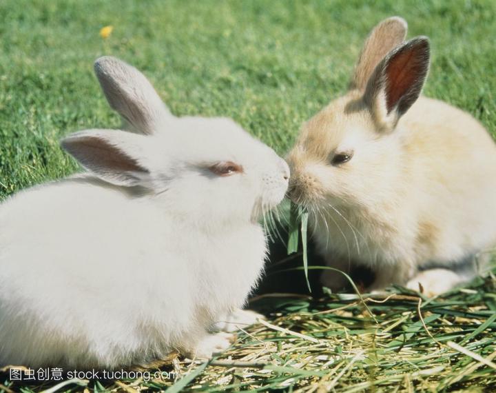 宠物兔子能吃吗,家养的兔子能吃吗