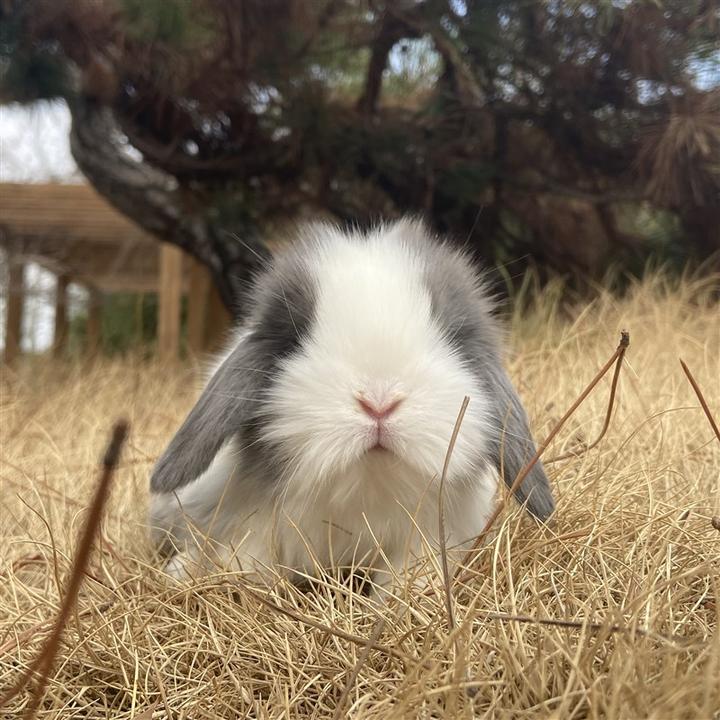 安哥拉兔智商高吗,地球上最可爱的几种动物