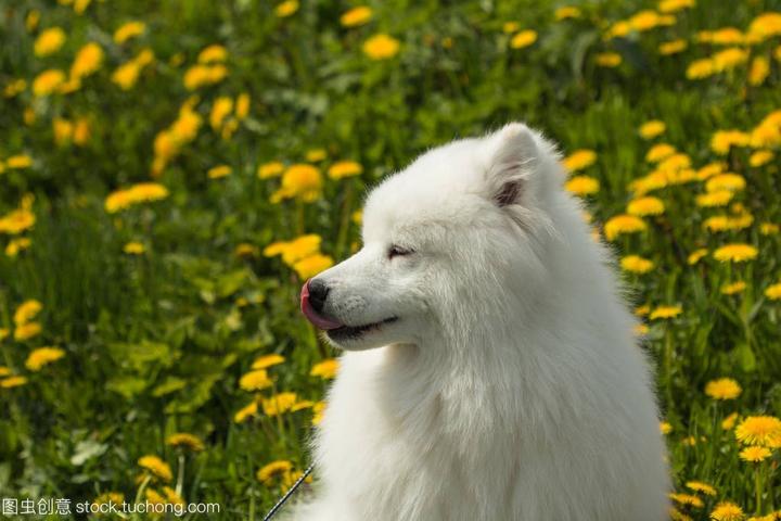 魏玛犬攻击性强吗,魏玛猎犬有一身漂亮的银灰色皮毛，性格忠诚，那么魏玛猎犬适合家养吗