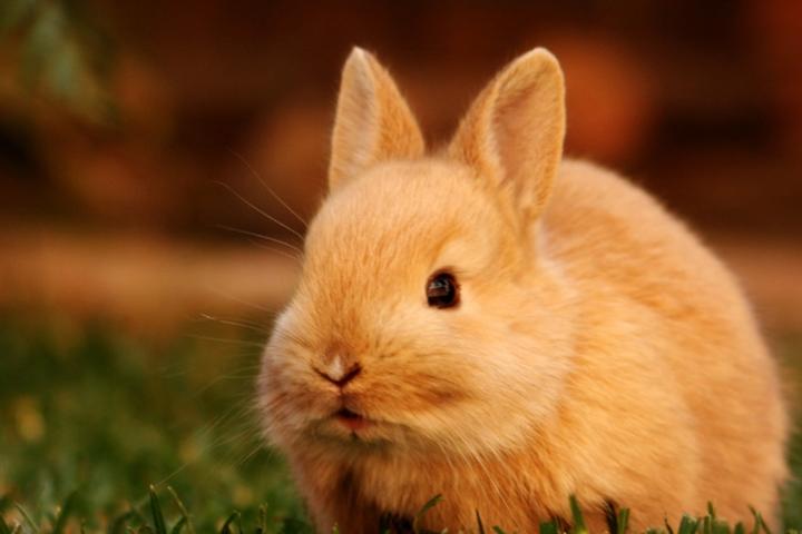 荷兰垂耳兔颜色,宠物兔子有哪些 三种最常见的宠物兔子品种