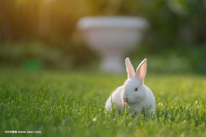 荷兰兔寿命一般多少年,兔子能养多久
