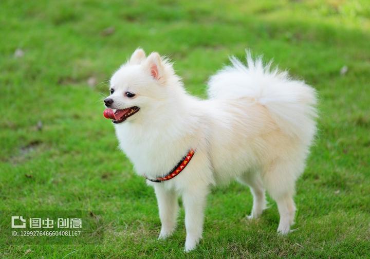 黑白花贵宾犬,这个黑白花的狗狗是什么品种