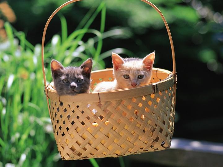 布偶猫一般多少价位,布偶猫多少钱一只