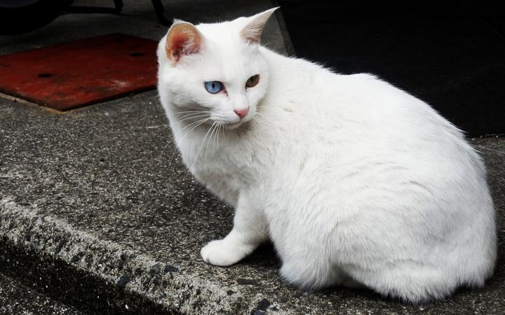 翡翠波斯猫,纯种波斯猫是什么样的