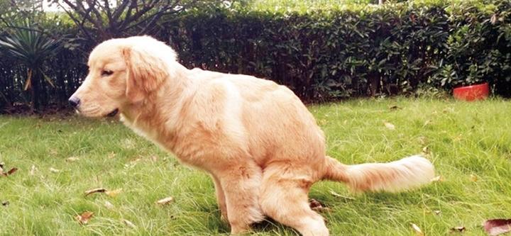 阿根廷杜高猎犬,阿根廷杜高犬为什么要剪掉耳朵