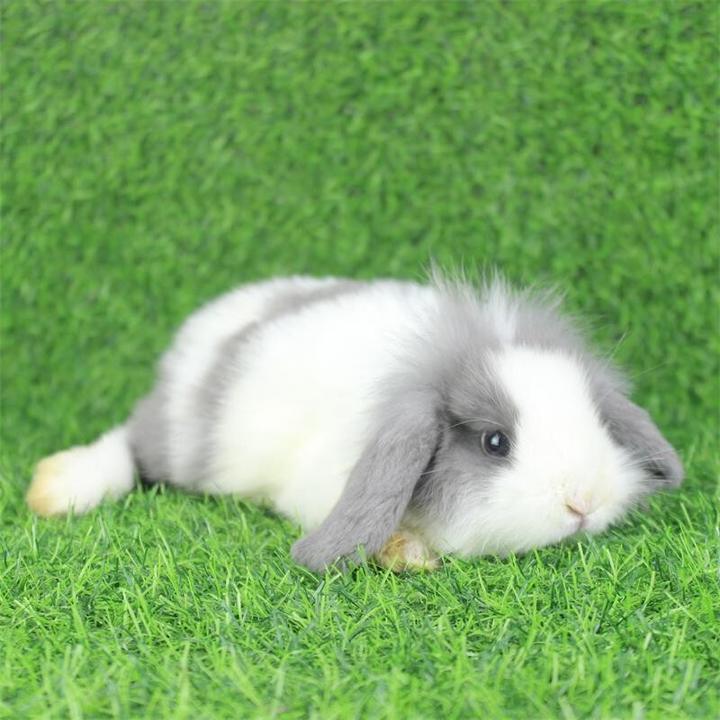 海棠兔价格,宠物兔的市场价是多少购买一只宠物兔需花费多少钱