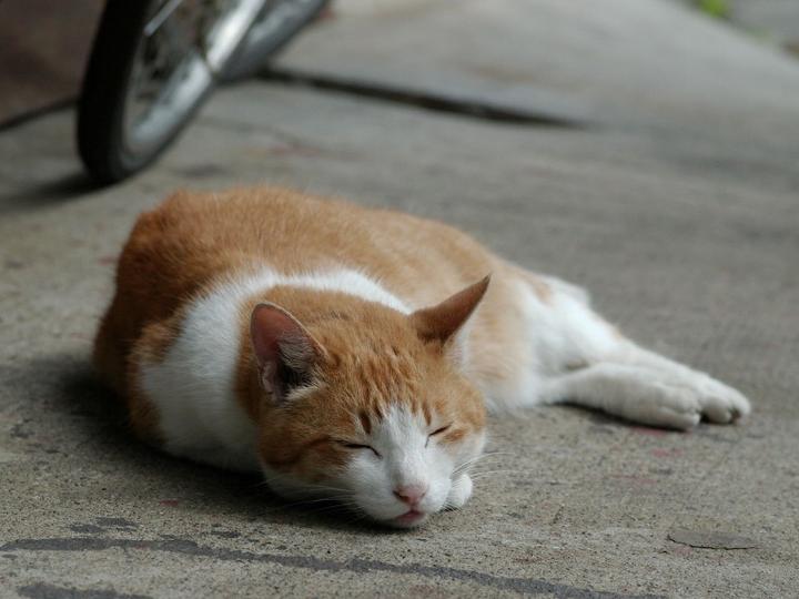 北京流浪动物领养中心,北京哪里可以领养小猫