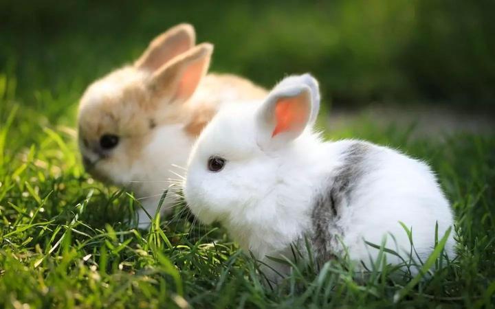 迷你安哥拉兔,十大最漂亮的兔子