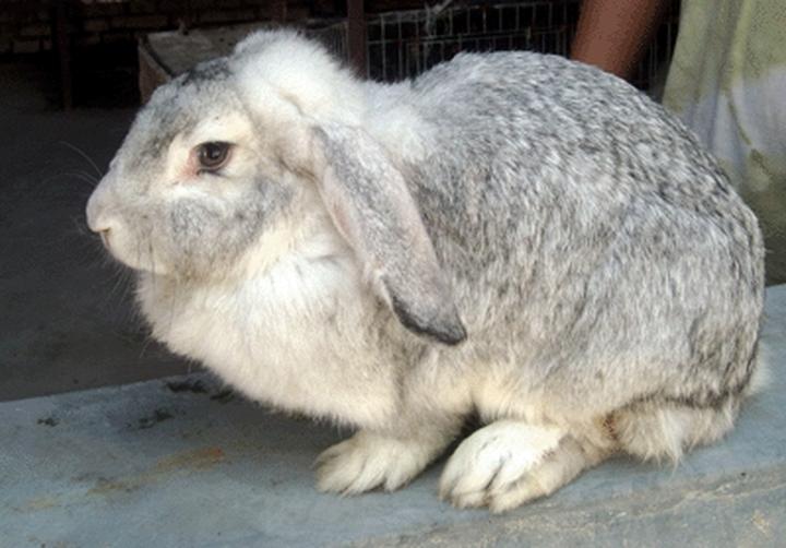 荷兰兔怎么养,想要养殖荷兰侏儒兔，荷兰侏儒兔养殖经济效益如何呢