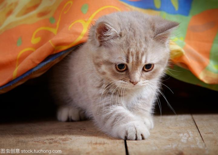 虎斑暹罗,虎斑暹罗猫是杂交吗 你需要多了解一下暹罗猫的品种哦！
