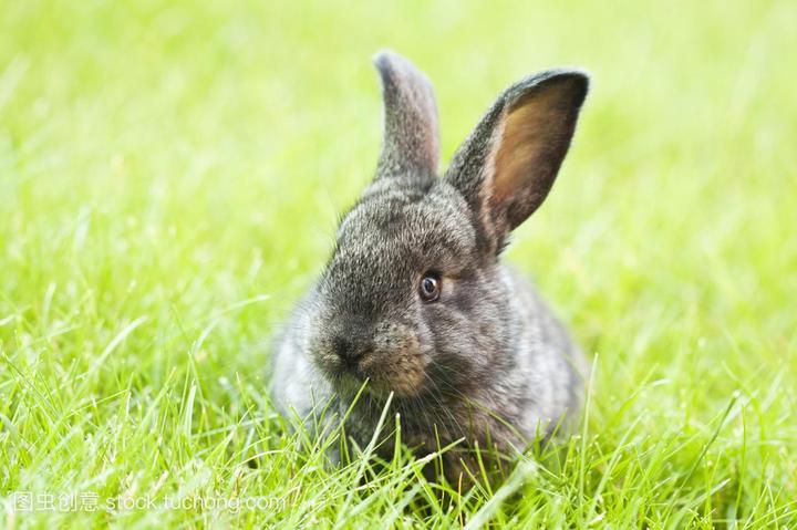 如何饲养宠物兔,怎样养宠物兔 养宠物兔方法