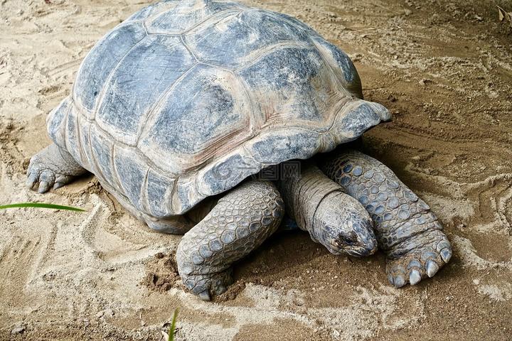 巴西龟肺炎会自愈吗,成人巴掌大的巴西龟得肺炎会不会自愈，如果不会的话南方地区现在应该怎么治疗