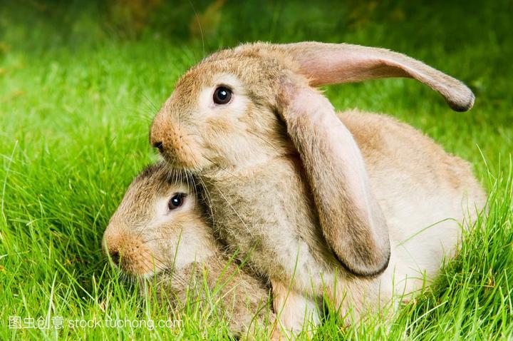 什么品种的兔子长得最大,什么品种的兔子最大