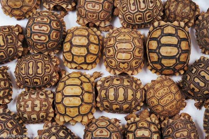 巴西龟如何分公母,巴西龟怎么分公母