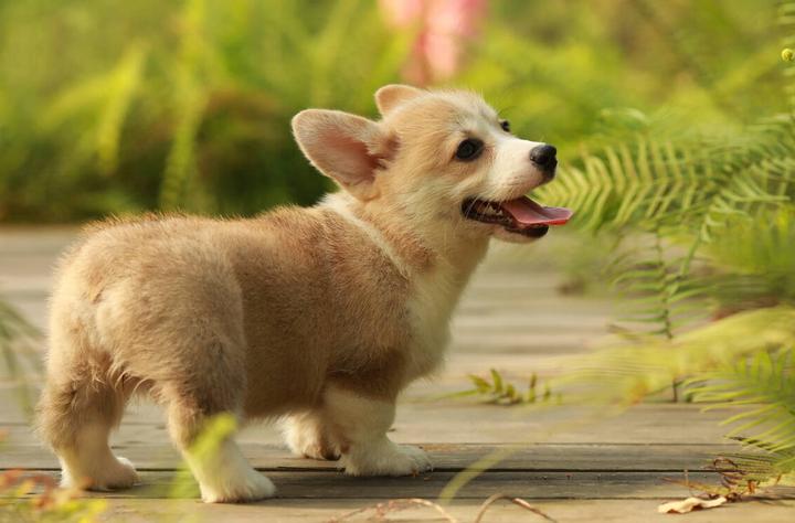 高加索市场价多少钱一只,纯种的高加索犬一般多少钱一只
