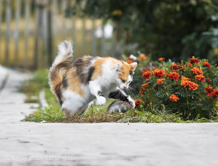 橘猫和狸花猫是一个品种吗,橘猫是什么品种
