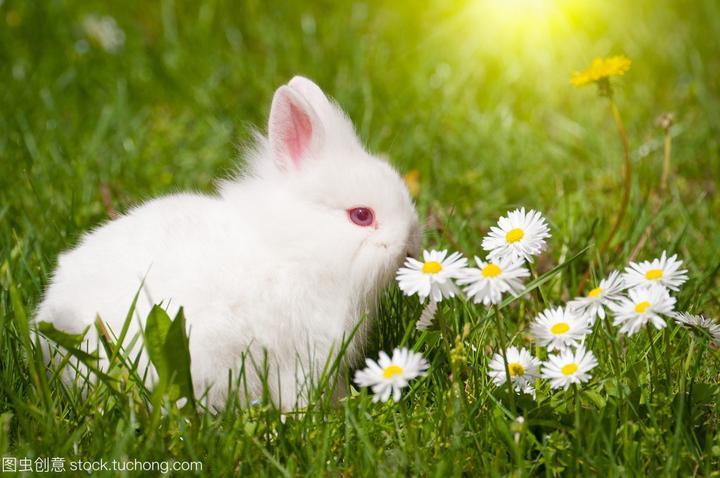 普通的兔子能活多久,兔子的寿命有多少年