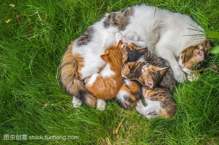 波斯猫和英短杂交,英短银渐层和波斯猫配种会生怎样的猫咪