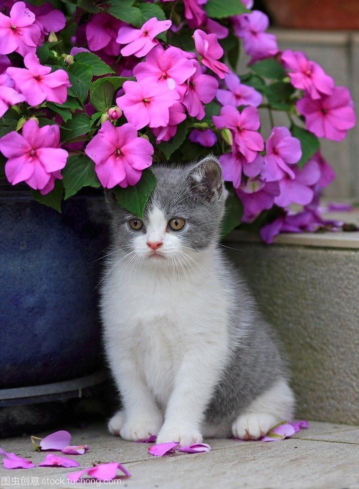 加菲猫幼崽价格,加菲猫是一种憨厚可爱的猫咪，纯种加菲猫多少钱呢