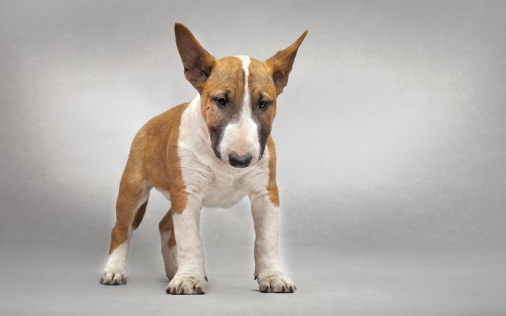 马士提夫獒犬凶吗,世界上最凶猛的犬是什么犬