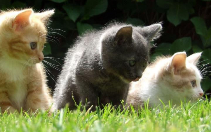 橘猫是母猫稀有吗,公橘猫和母橘猫的差别 百分之八十的胖子都是公猫